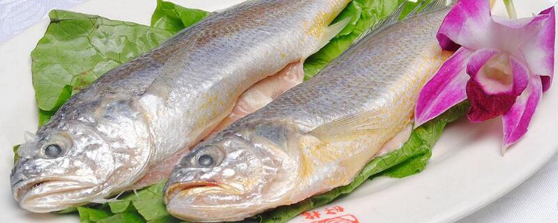 黃魚為什么怎么臭