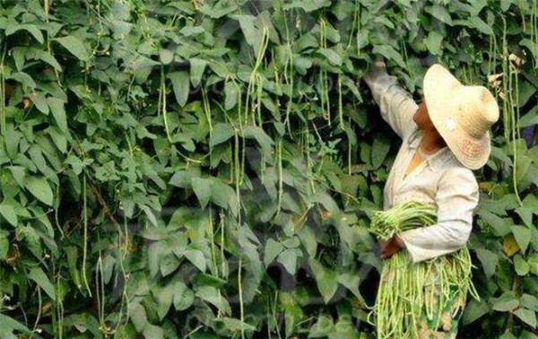蕓豆怎么種才能高產，種植蕓豆的高產方法