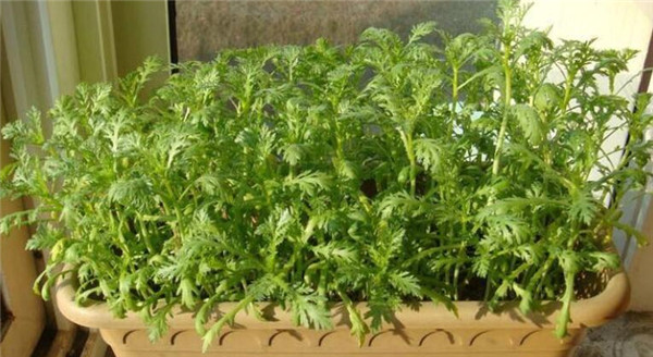 最佳茼蒿的種植時間，茼蒿種植最好選在春秋兩季
