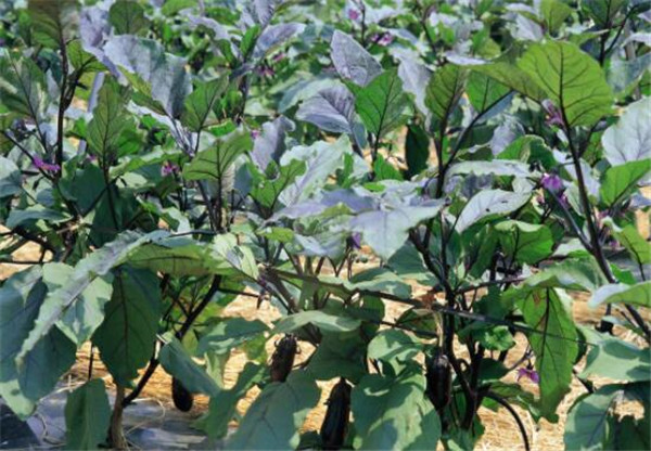 茄子的種植時間，茄子的最佳種植時間(初春、初秋)