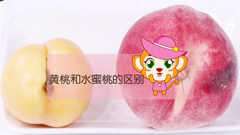 黃桃和水蜜桃的區別