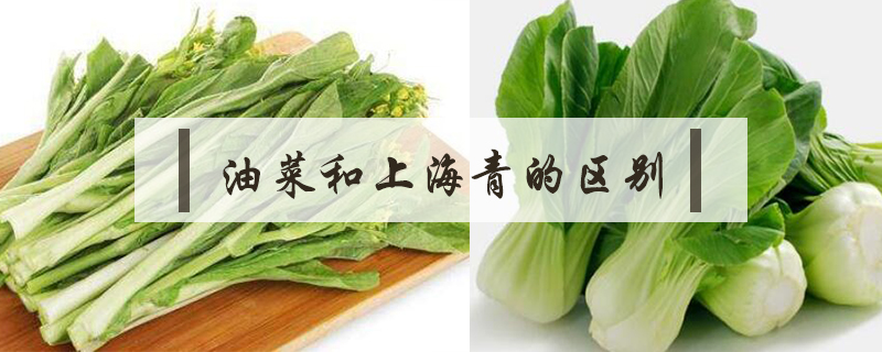 油菜和上海青的區(qū)別