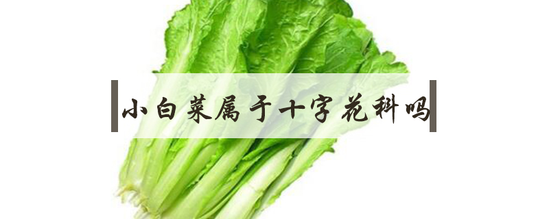 小白菜屬于十字花科嗎