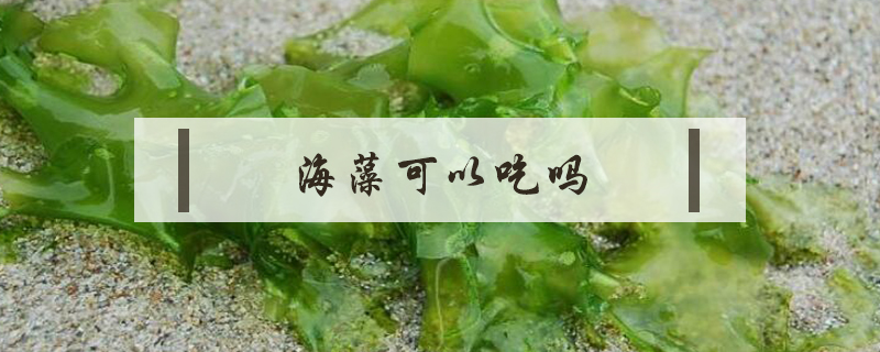 海藻可以吃嗎