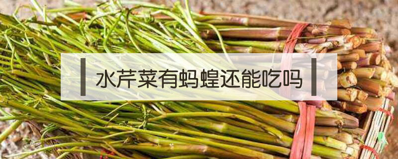 水芹菜有螞蝗還能吃嗎