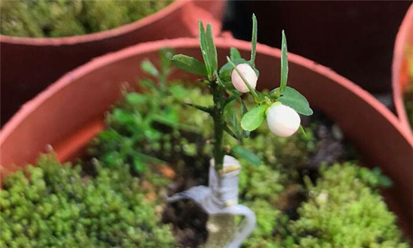 澳洲指橙苗種植技巧，澳洲指橙生長(zhǎng)環(huán)境
