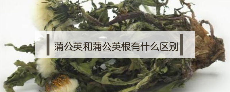 蒲公英和蒲公英根有什么區別