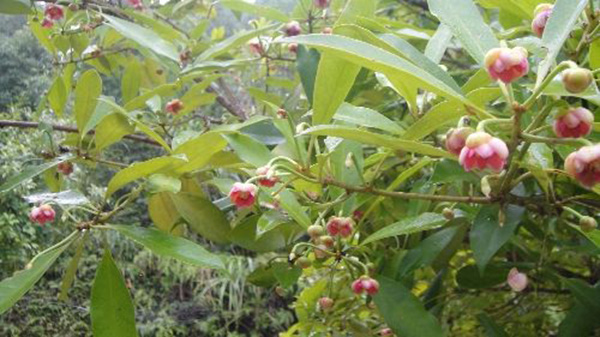 八角種植適應(yīng)什么地區(qū)，八角什么時(shí)