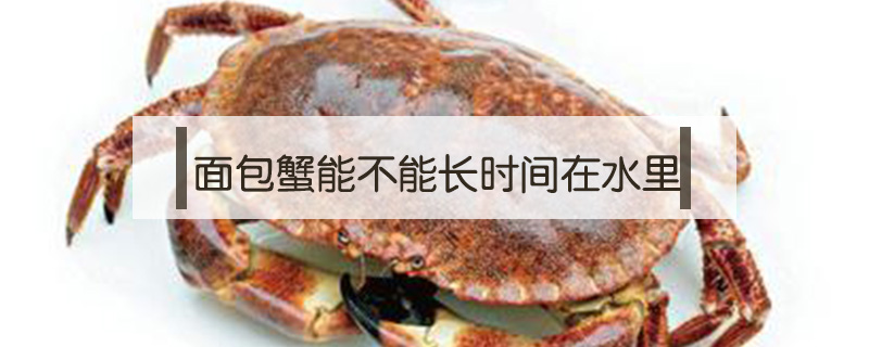 面包蟹能不能長時間在水里