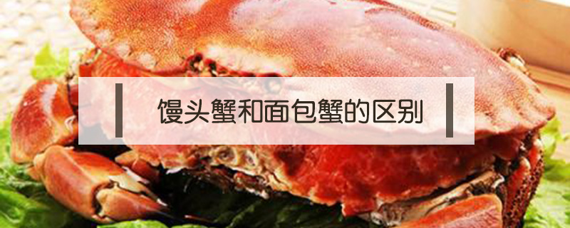 饅頭蟹和面包蟹的區(qū)別