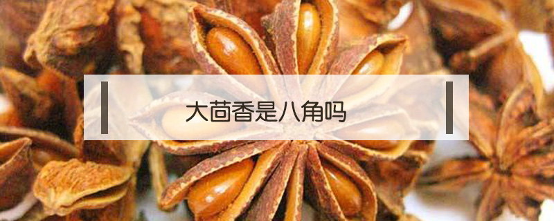 大茴香是八角嗎