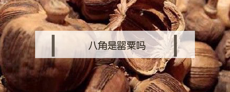 八角是罌粟嗎