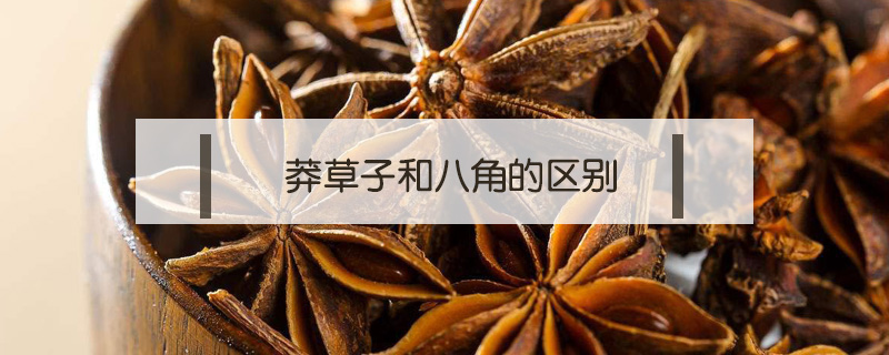 莽草子和八角的區(qū)別