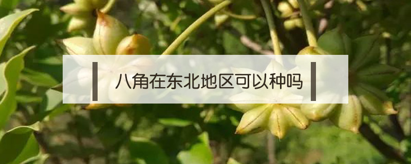 八角在東北地區(qū)可以種嗎
