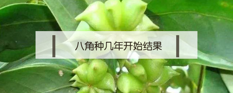 八角種幾年開始結(jié)果