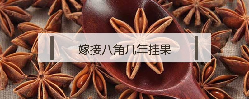 嫁接八角幾年掛果