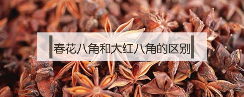 春花八角和大紅八角的區(qū)別