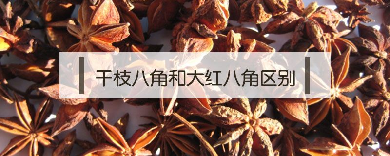 干枝八角和大紅八角區(qū)別
