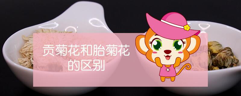 貢菊花和胎菊花的區(qū)別