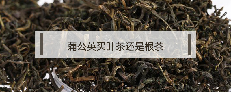 蒲公英買葉茶還是根茶