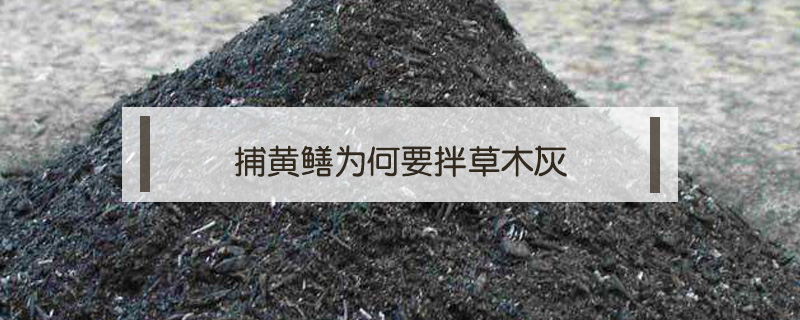 捕黃鱔為何要拌草木灰