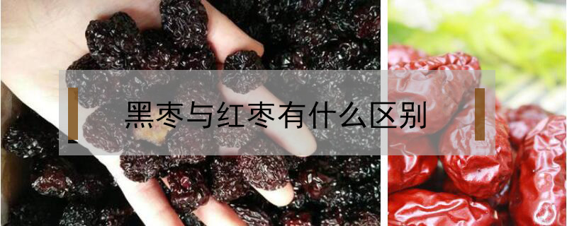 黑棗與紅棗有什么區別