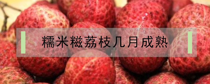 糯米糍荔枝幾月成熟