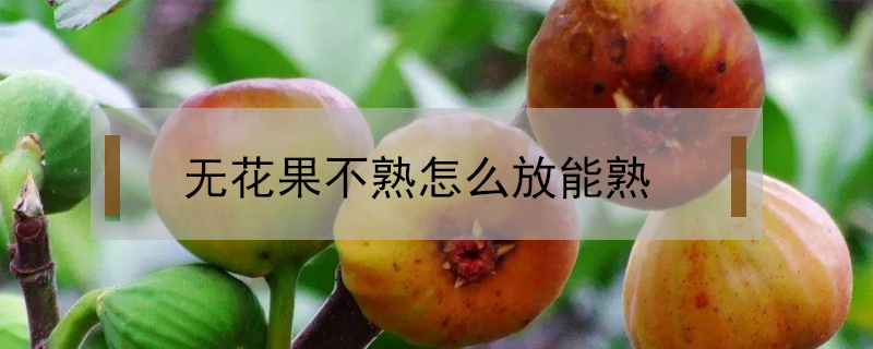 無花果不熟怎么放能熟