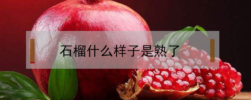 石榴什么樣子是熟了