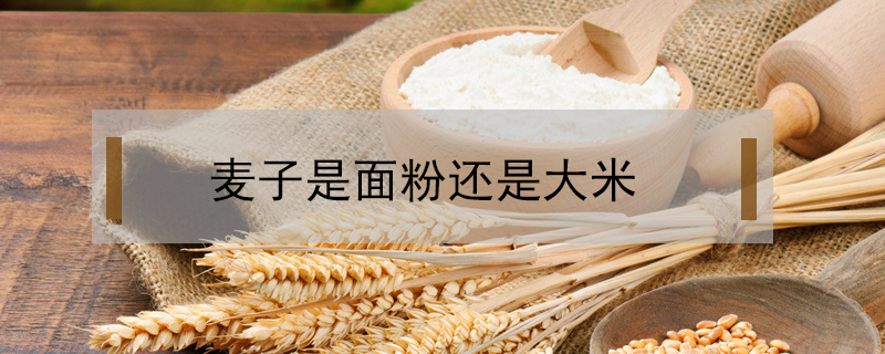 麥子是面粉還是大米