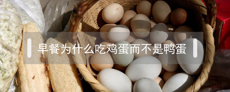 早餐為什么吃雞蛋而不是鴨蛋