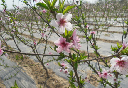 黃桃圖片，黃桃開花圖片，黃桃什么時候上市