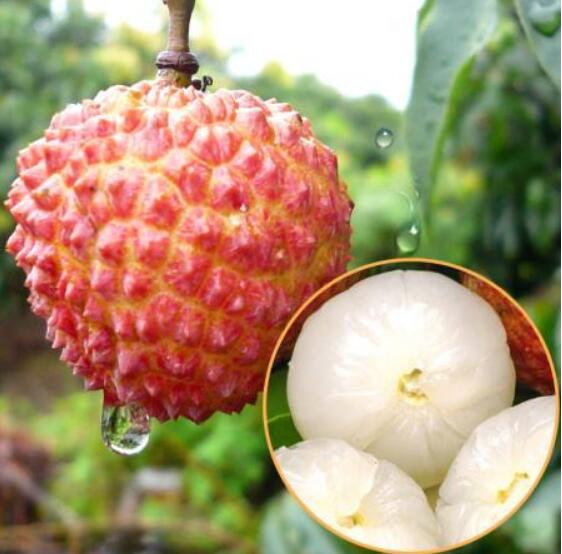 荔枝圖片，荔枝干圖片，荔枝吃多了會(huì)上火嗎