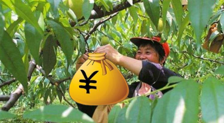 黃桃為什么市面沒有，黃桃是易爛水果儲存困難