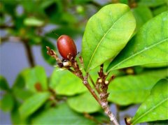 神秘果葉子需要曬干嗎 神秘果葉泡茶