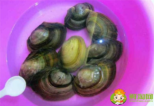 河蚌怎么洗才最干凈?河蚌最干凈的清理方法(提前兩天用清水浸泡)