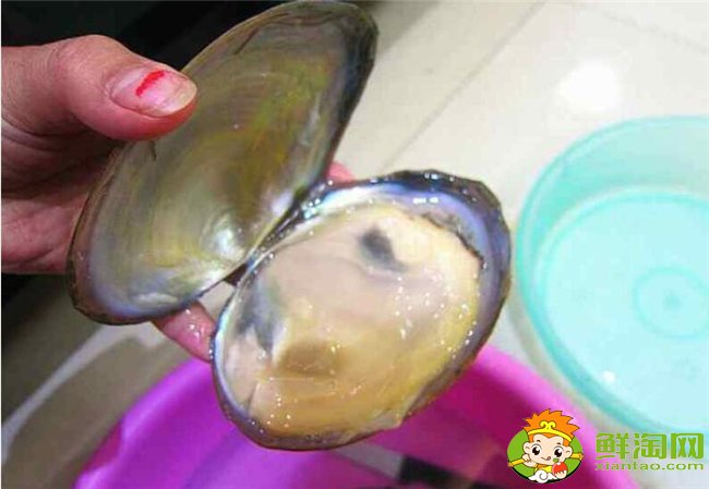 河蚌怎么洗才最干凈?河蚌最干凈的清理方法(提前兩天用清水浸泡)