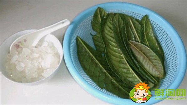 枇杷葉的功效與作用，枇杷葉怎么煮水止咳