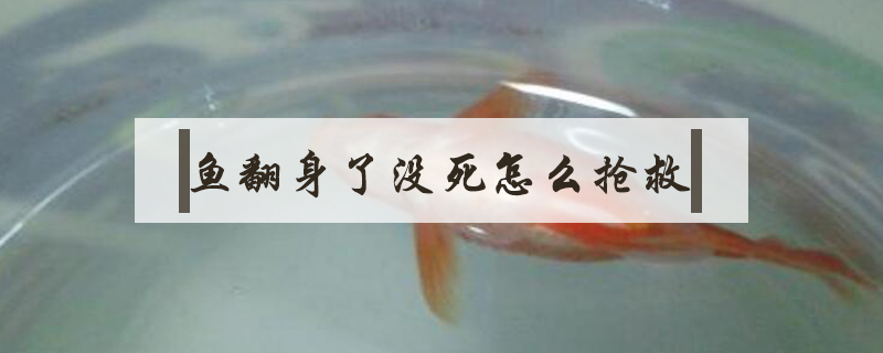 魚翻身了沒死怎么搶救