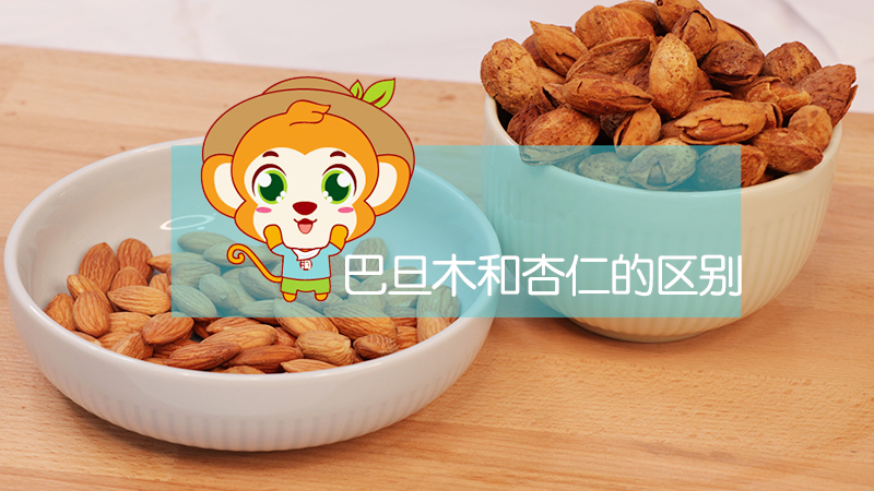 巴旦木和杏仁的區別
