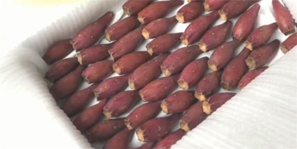 仙人掌果怎么儲存，仙人掌果的儲存方法