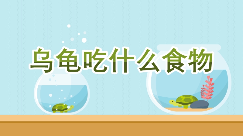 烏龜吃什么食物