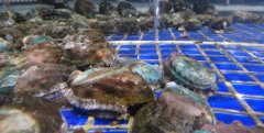 鮑魚怎么清洗，鮑魚清洗方法
