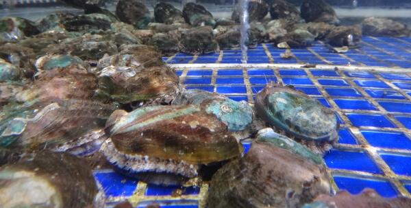 鮑魚怎么清洗，鮑魚清洗方法