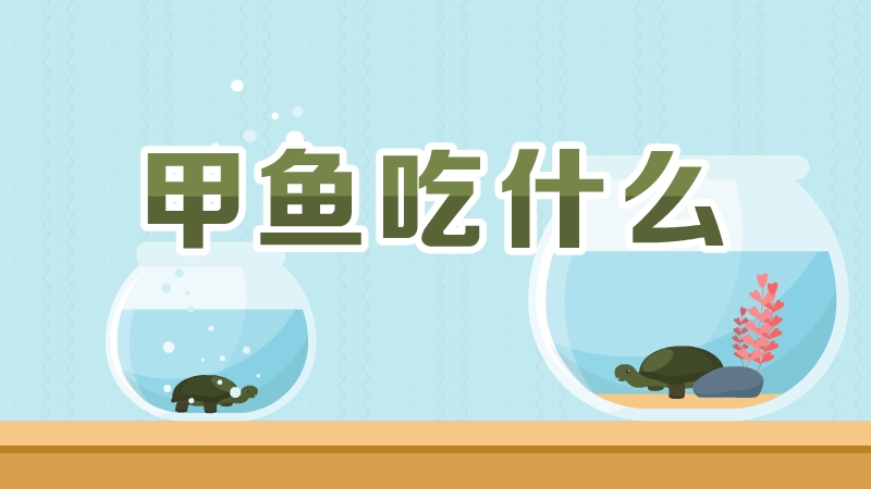 甲魚吃什么