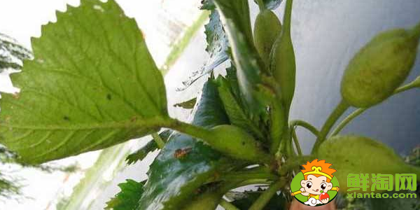 菱角幾月份發(fā)芽,菱角多久能發(fā)芽