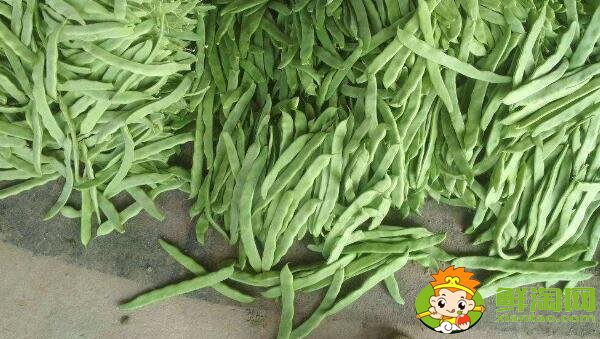蕓豆長什么樣,蕓豆品種圖片大全