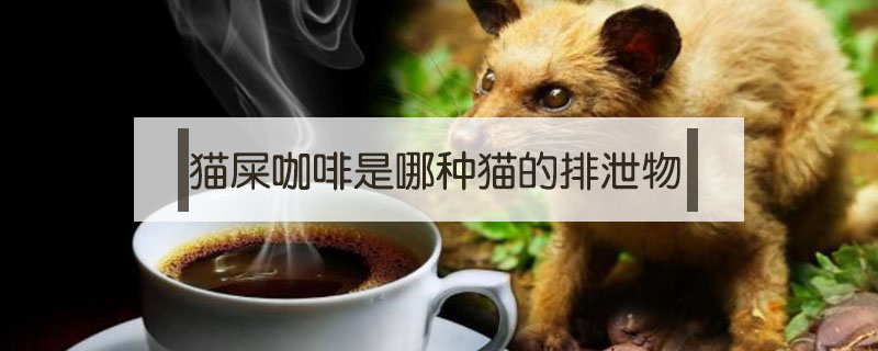 貓屎咖啡是哪種貓的排泄物