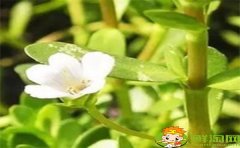 馬齒莧為什么叫長壽菜，黑色長壽菜就是馬齒莧嗎