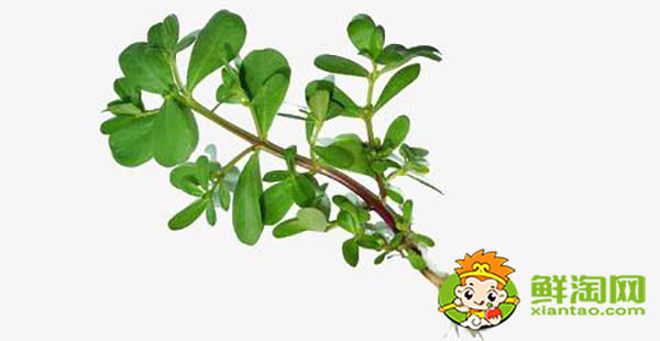 馬齒莧有幾種品種,能吃的馬齒莧有幾種